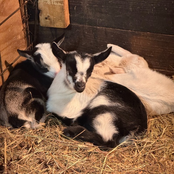 No Theme Share Show - Picture 4 of 6